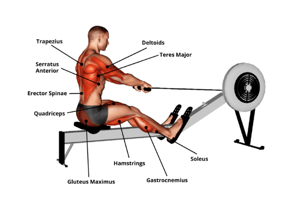 Muscles used while rowing: The Drive