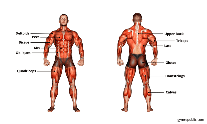 main muscles used while rowing